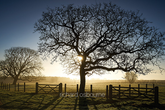V12F3  Walnut Tree at Dawn, West Norfolk