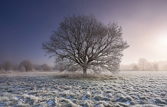 V14F2  Hoar Frost and Young Oak, Fritton Common, Norfolk