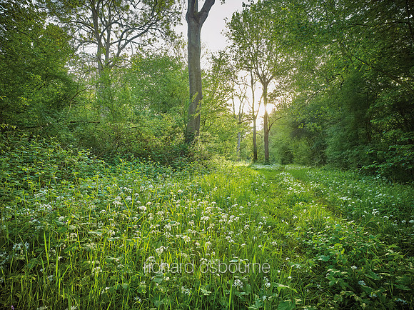 V12F2  Wild Garlic, Lower Wood, Ashwellthorpe, Norfolk, UK