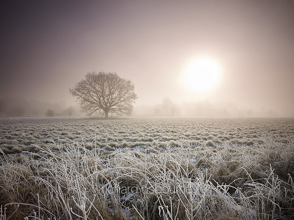 V14F3  Hoar Frost, Fritton Common, Norfolk
