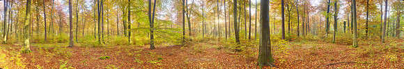P4F14  Autumn Beeches, Thetford Forest, Norfolk, UK