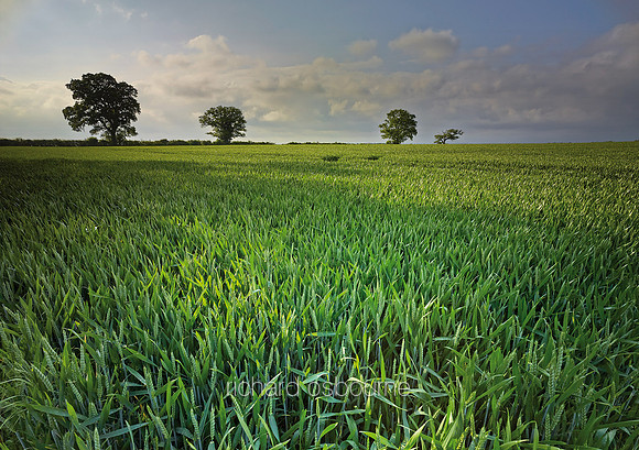 V8L1  Wheat Fields, Stoneleigh, Warwickshire, UK