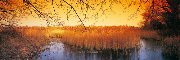 V1P1 Ted Ellis Nature Reserve, Norfolk