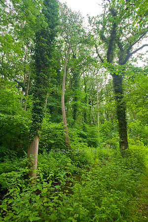 V5N40  Ted Ellis Nature Reserve, Norfolk Broads, UK