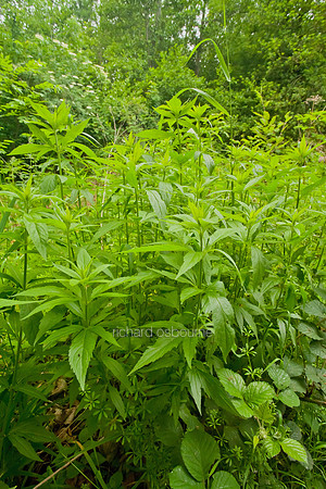 V5D19  Hemp Agrimony, Ted Ellis Nature Reserve, Norfolk Broads, UK