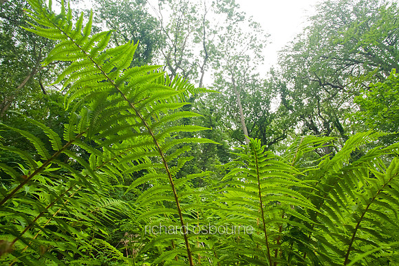 V5D18  Ted Ellis Nature Reserve, Norfolk Broads, UK