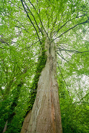 V5F40  Ted Ellis Nature Reserve, Norfolk Broads, UK