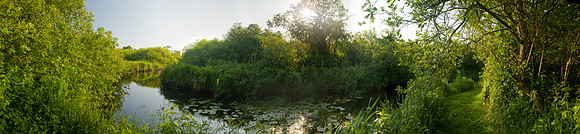 P2L44  Early Summer, Ted Ellis Nature Reserve, Norfolk Broads, UK