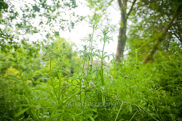 V5D21  Ted Ellis Nature Reserve, Norfolk Broads, UK