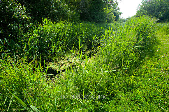 V5N38  Ted Ellis Nature Reserve, Norfolk Broads, UK