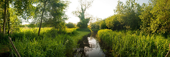 P2L47  Ted Ellis Nature Reserve, Norfolk Broads, UK