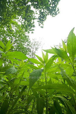 V5D20  Hemp Agrimony, Ted Ellis Nature Reserve, Norfolk Broads, UK