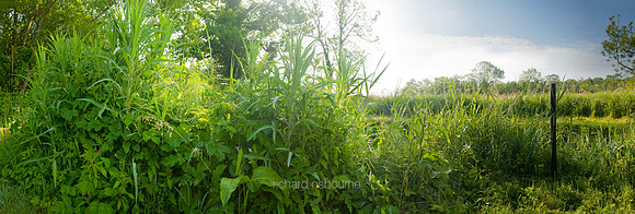 P2L45  Early Summer, Ted Ellis Nature Reserve, Norfolk Broads, UK