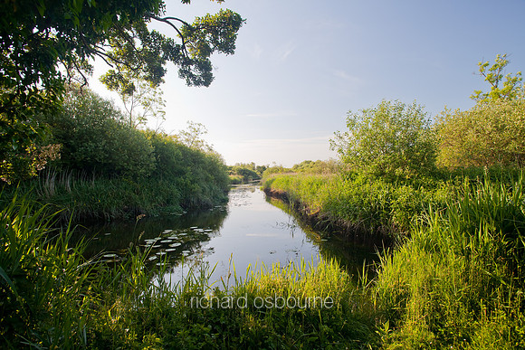 V5N37  Ted Ellis Nature Reserve, Norfolk Broads, UK