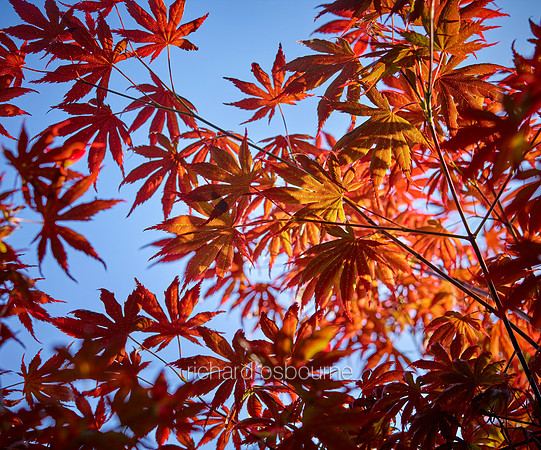 V12BL1  Japanese Acer
