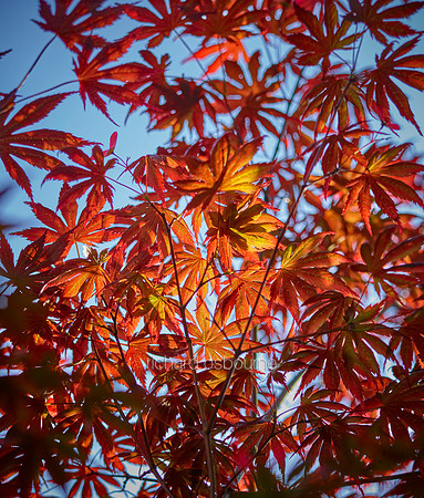 V12BL2  Japanese Acer