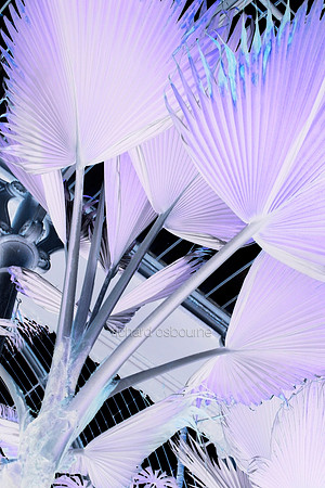 V5A31  Tropical Plant Abstract