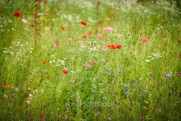 V10W21  Wildflowers