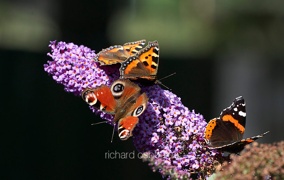 V12AN2  Tortoiseshell, Peacock and Red Admiral Butterflies on Buddleia
