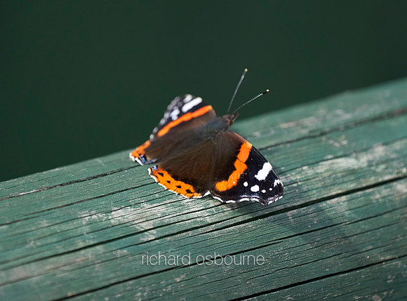 V12AN1  Red Admiral Butterfly