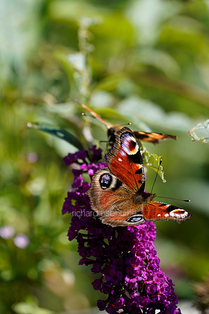 V12AN3  Peacock Butterfly on Buddleia