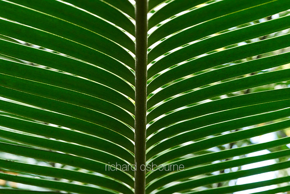 V12D3  Lepidozamia peroffskyana Palm Leaf