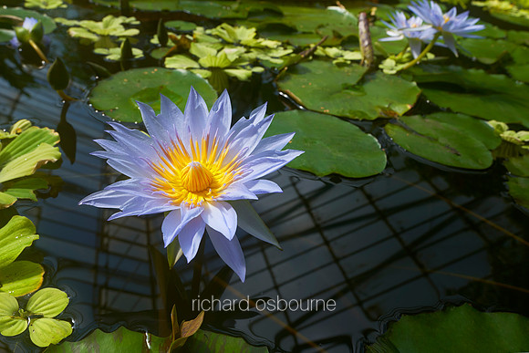 V12FL3  Victoria Amazonica (Giant Waterlily) Flowers