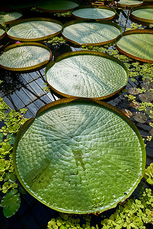 V12D5  Victoria Amazonica (Giant Waterlily) Leaves