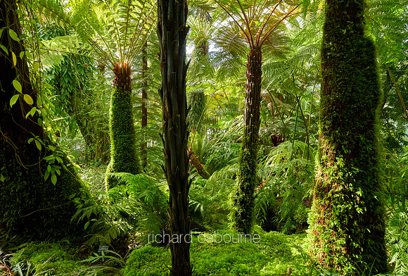 V12F5  Tree Ferns Forest