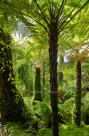 V12F6  Tree Ferns Forest