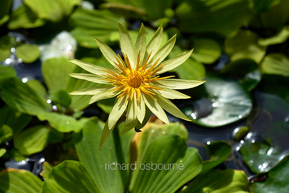 V12FL4  Tropical Waterlily Flower