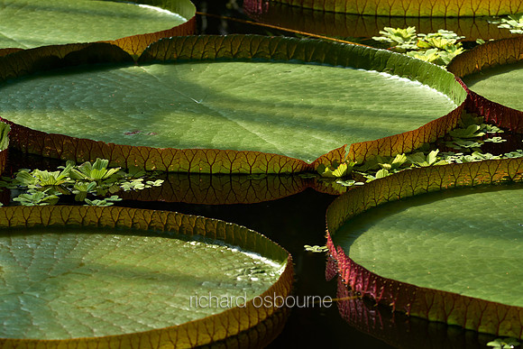 V12D7  Victoria Amazonica (Giant Waterlily) Leaves