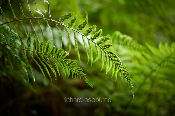 V12D9  Fern Leaf