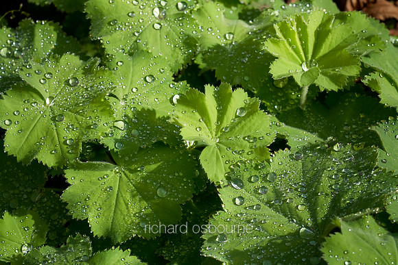 V12D10  Ladies Mantle After Rain