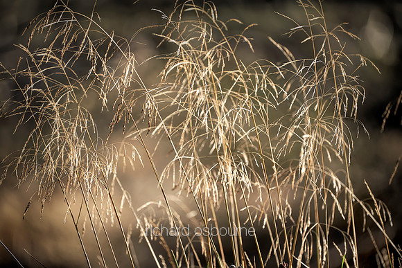 V12D11  Wild Grasses