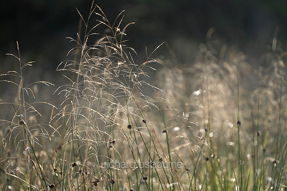 V12D13  Wild Grasses
