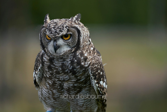 V12AN4  African Spotted Eagle Owl