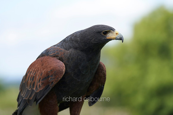 V12AN5  Harris Hawk