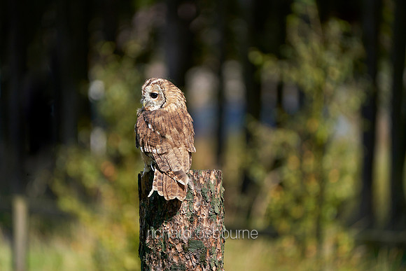 V12AN6  Tawny Owl