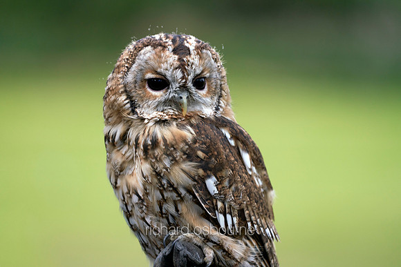 V12AN7  Tawny Owl