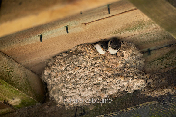 V12AN8  House Martins in Nest