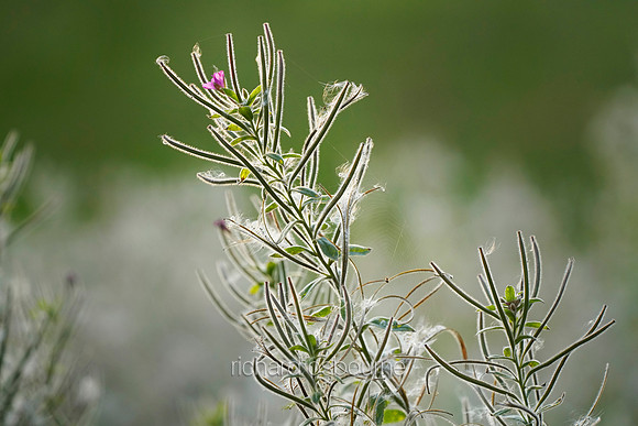 V12W2  Rosebay Willowherb