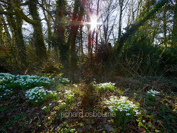 V6W1  Snowdrops, Morningthorpe, Norfolk, UK