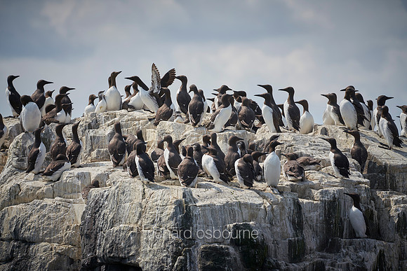 V14AN2  Guillemots, Farne Islands, Northumberland, UK