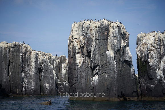 V14AN3  Seabird Colonies, Farne Islands, Northumberland, UK