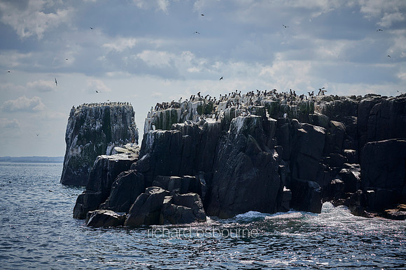 V14L5  Seabird Colonies, Farne Islands, Northumberland, UK