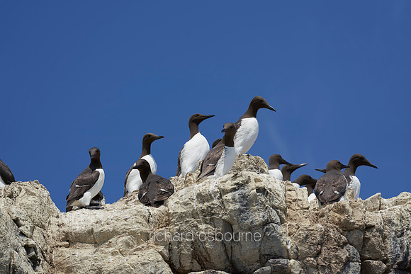 V14AN4  Guillemots, Farne Islands, Northumberland, UK