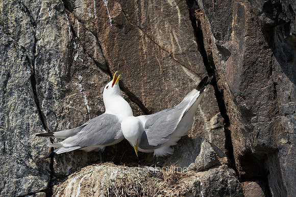 V14AN5  Kittiwakes Nesting