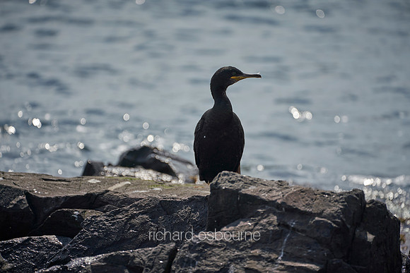 V14AN6  Cormorant, Farne Islands, Northumberland, UK