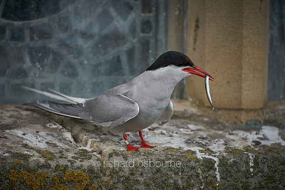 V14AN7  Arctic Tern Parent With Sand Eel, Farne Islands, Northumberland, UK
